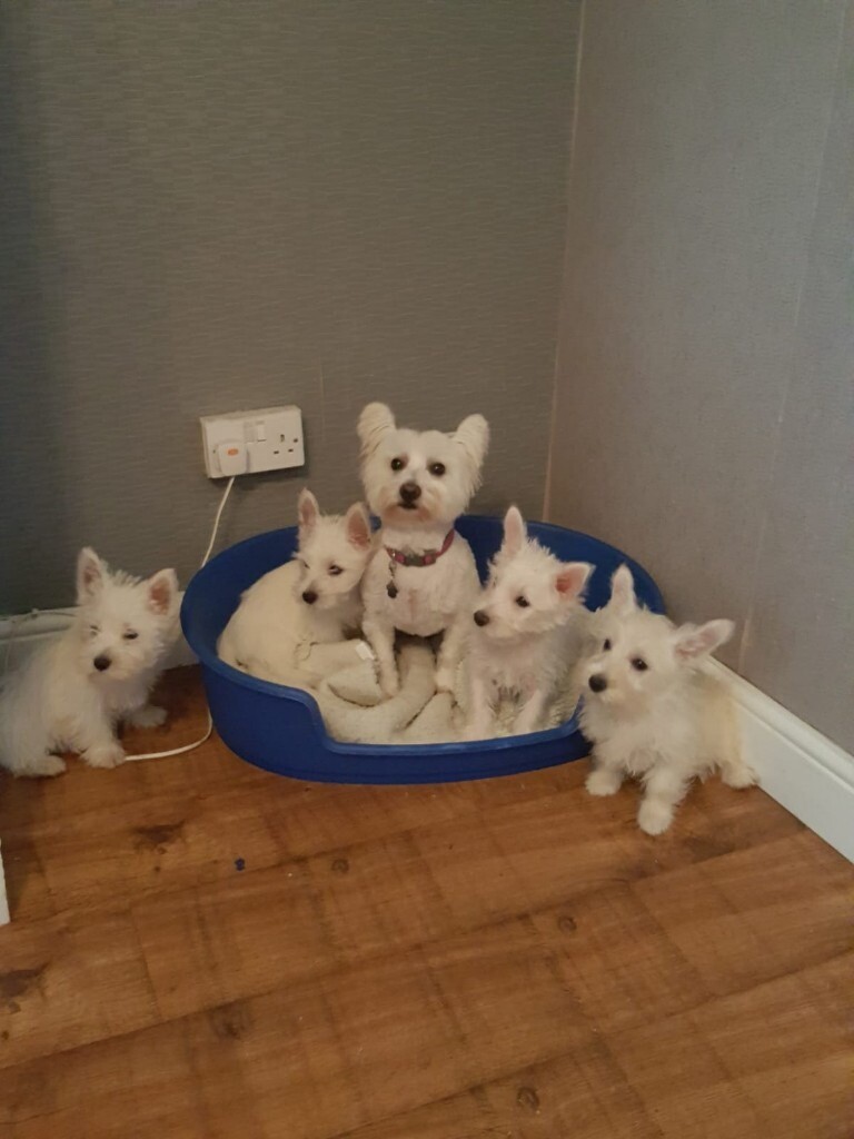 gumtree westies